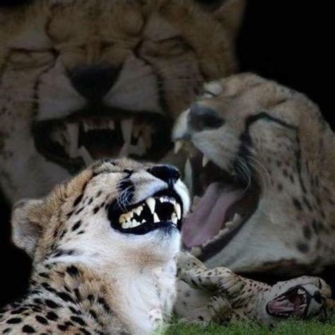 laughing cheetah meme.